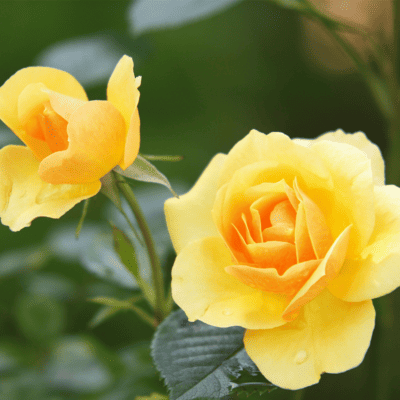 Le pouvoir de la rose