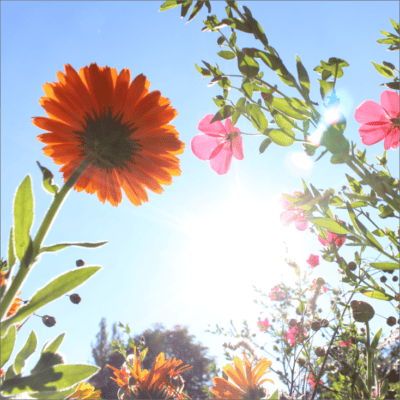 Le retour du Printemps
