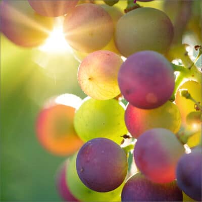 Donner nos meilleurs fruits