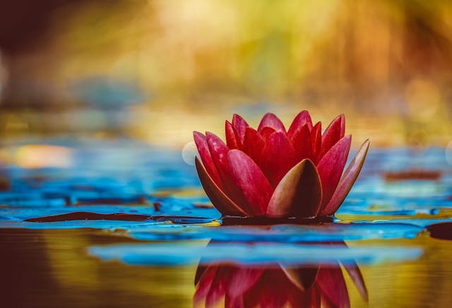 Fleur de lotus sur l'eau